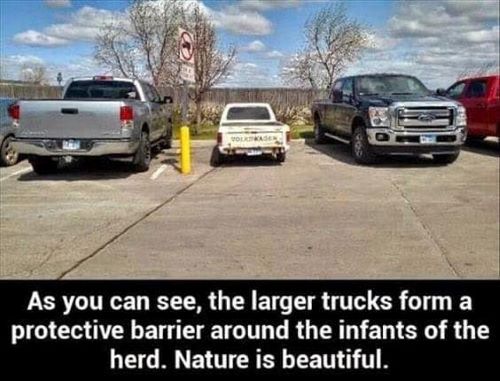 truck herd.jpg